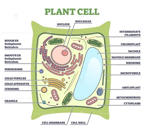 Plant cell structure with inner parts labeled description outline diagram - VectorMine