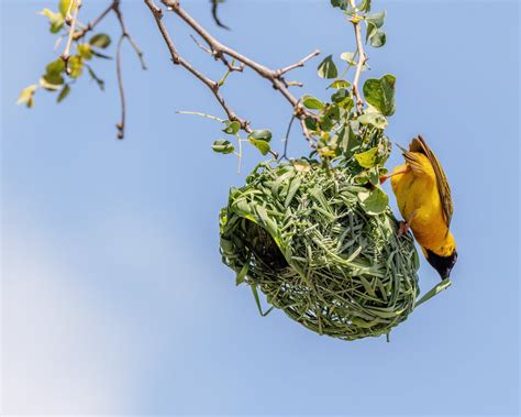 Bird Nests - Types, Material, & How You Can Help - Buffalo Bill Center of the West