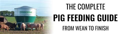 The Complete Pig Feeding Guide: From Wean to Finish