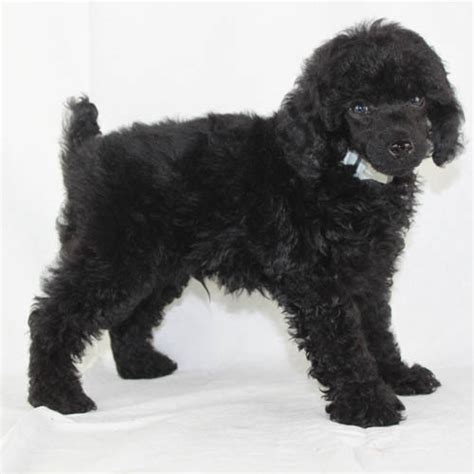 Can A White Poodle Have Black Puppies