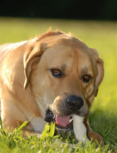 Mastiff Lab Mix Breed Information - A Guide To The Mastador Dog