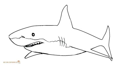 Great White Shark Outline Drawing | Free download on ClipArtMag