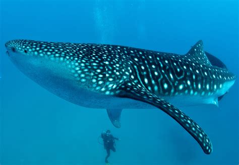 Whale Shark in Oslob, Cebu - Local Tour Guide Cebu