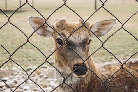 Deer Fence Installation and Wildlife Barrier Installation | Near You | Deer Fence Installation Pros