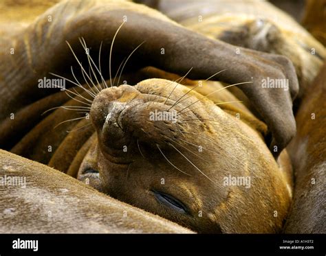 SEAL Southern Elephant Elephant seals are some of the deepest divers in the animal world Stock ...