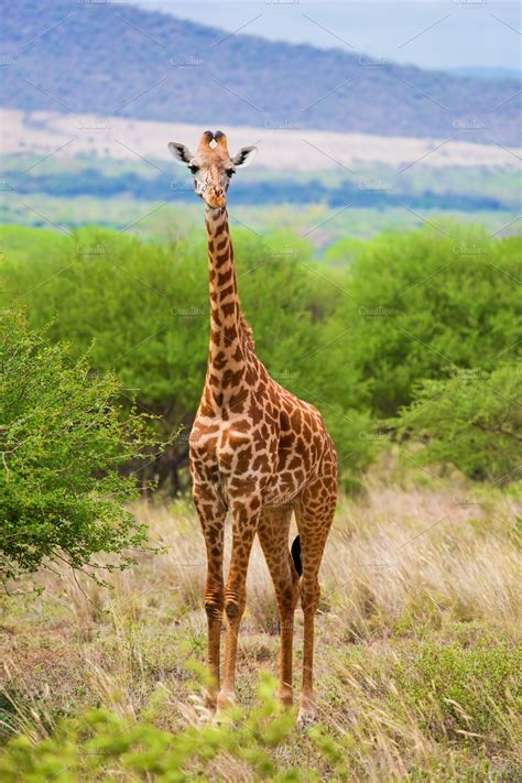 Giraffe on African savanna | High-Quality Animal Stock Photos ~ Creative Market