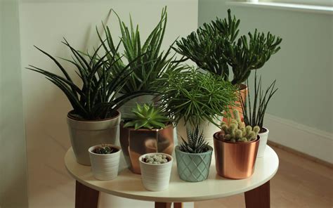 Indoor Succulents