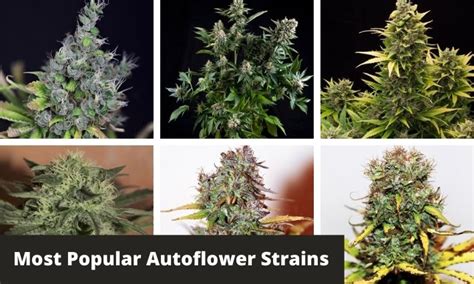 10 Most Popular Autoflower Strains - GreenBudGuru