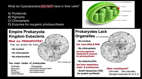 Oscillatoria Cell Structure