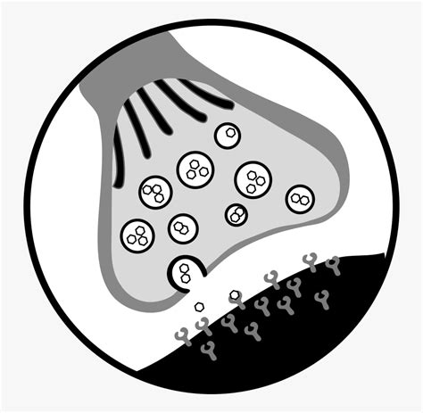 Chemical Synapse - Unlabeled Neuron Synapse Diagram , Free Transparent Clipart - ClipartKey