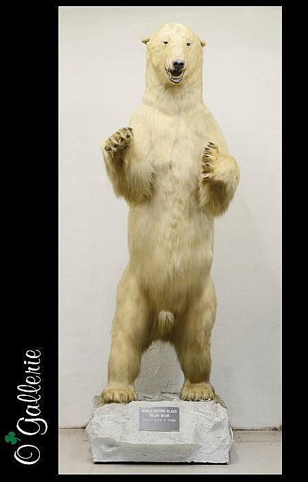 Lot - WORLD RECORD CLASS ALASKAN POLAR BEAR TAXIDERMY