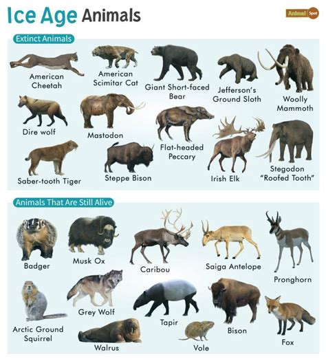 Ice Age Animals – Facts, List, Pictures