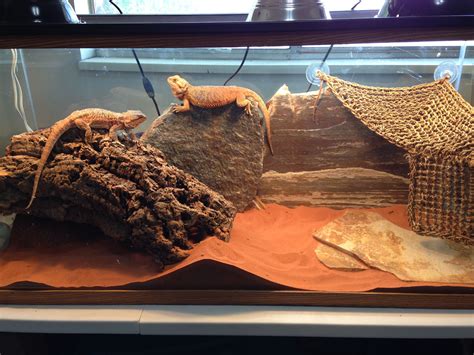 Bearded Dragon Terrarium Decor Ideas