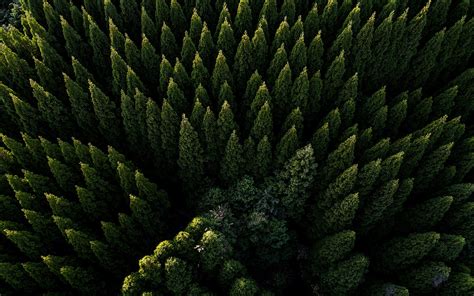 🔥 [30+] Aerial Forest Wallpapers | WallpaperSafari