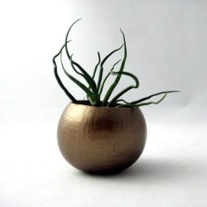 Unusual Air Plants - Home Decoration Inspiration Ideas and Gifts