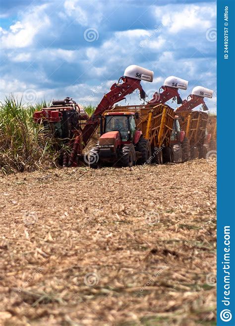 Sugar Cane Harvesting in Brazil Editorial Photography - Image of farming, farmer: 244920757