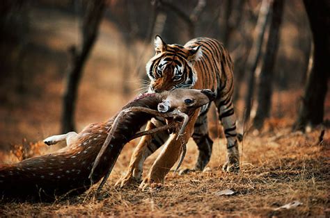 Predators and Prey - My Animal Project: The Bengal Tiger