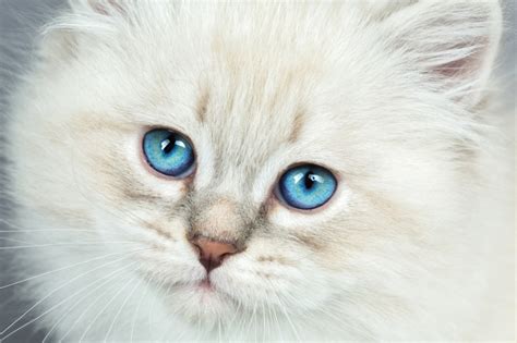 Beautiful Cats With Blue Eyes That Are Truly Captivating