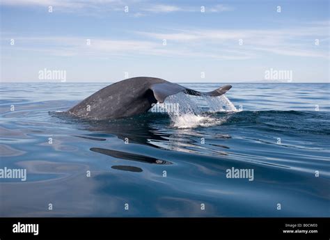 Blue Whale Fluke Stock Photo - Alamy