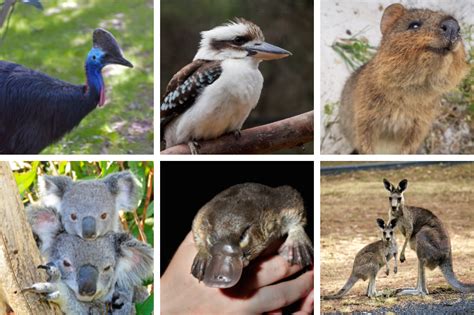 Most Unique Animals in Australia - Brisbane Kids