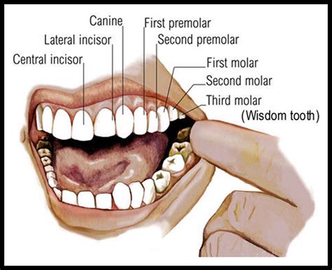 Mouth Teeth Diagram with Label - Health Images Reference