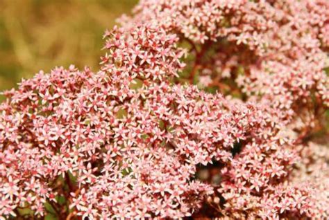 sedum-flower-caeruleum-album-acre-Drought-Tolerant Plants-ss | Homesteading Simple Self ...