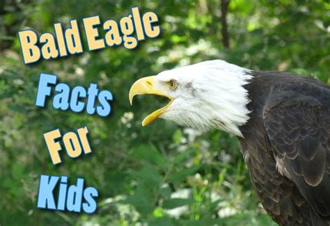 Bald Eagle Facts For Kids - Information, Pictures And More