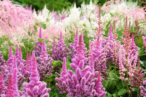 Astilbe Garden Design | Fasci Garden