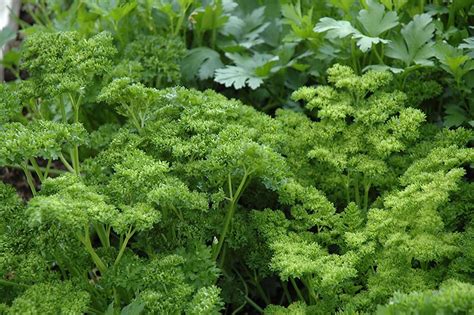 Curly Parsley | Calloway's Nursery