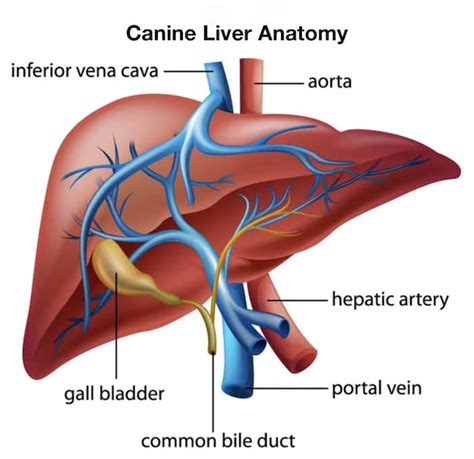 Liver Shunt In Dogs: Causes, Symptoms And Treatment | Kingsdale Animal Hospital