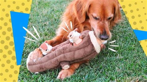 Best Interactive Dog Toys to Beat Boredom in 2023