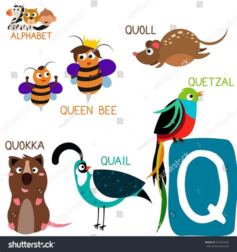 Animals Beginning With The Letter Q / Animals Starting With P Q R Learn Animal Words That Start ...