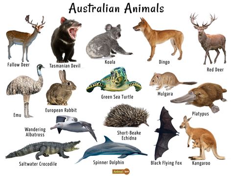 Discover the Fascinating World of Australian Animals