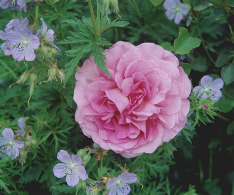 Hardy geranium varieties: 15 cranesbills for every garden | Homes & Gardens