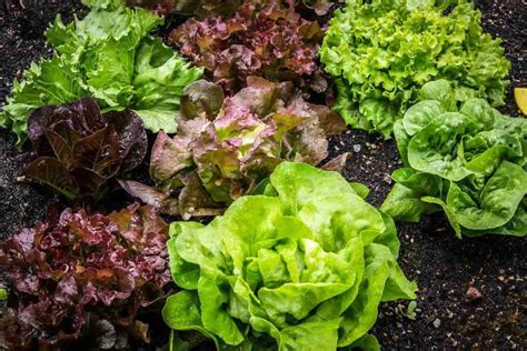 Top 14 Lettuce Companion Plants, Planting Guide | Gardening Tips