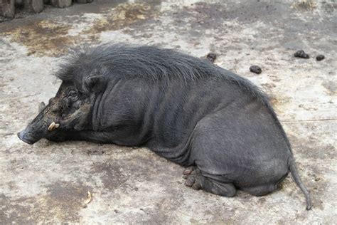 Philippine Warty Pig (Sus philippensis) - ZooChat