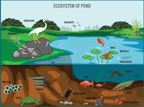 Ecosystem of pond vector illustration 18892001 Vector Art at Vecteezy