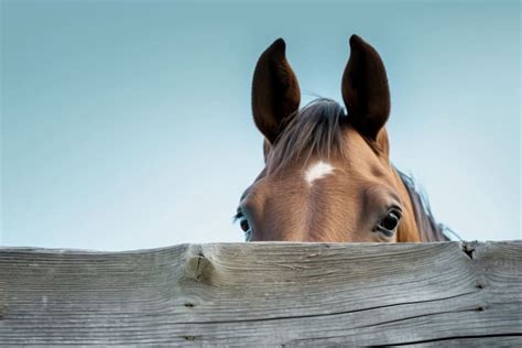 Horse Eye Health: Common Problems and Their Treatment | Ocala Vet