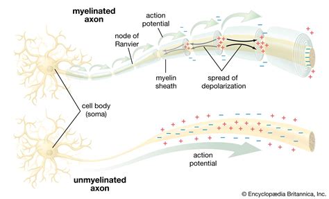 Neuron Depolarization