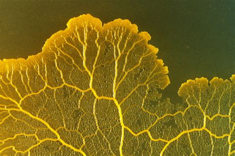 Fungus-like Protists - Science News