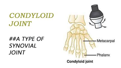 Condyloid Joint