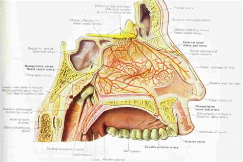 vascularized nasal mucosa