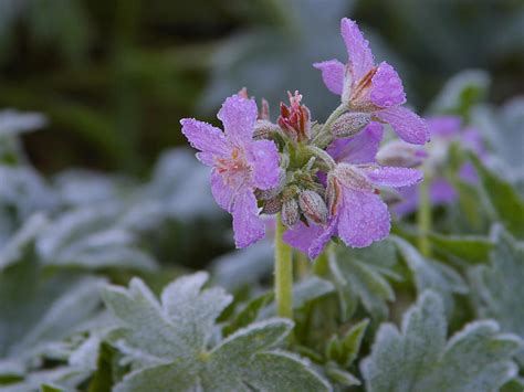 Winter Is Coming! The 5 Best Flowers for Winter - Lawnstarter