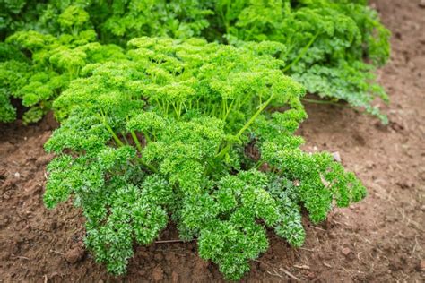 Parsley Plant stock image. Image of garden, ingredient - 47605813