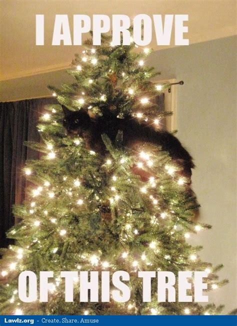 Make Me Laugh Wednesday: Cats Versus Christmas Trees - Chris Cannon