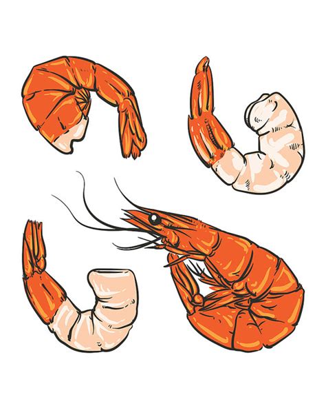 Shrimp Drawing at GetDrawings | Free download