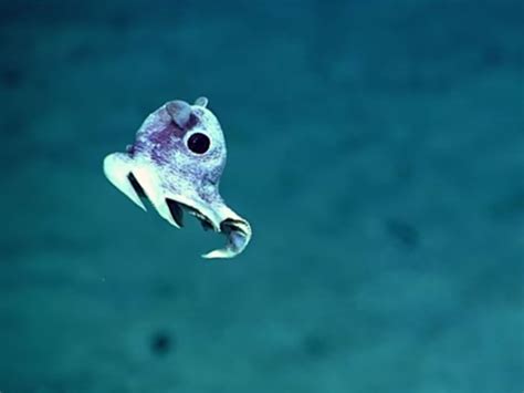 Incredible images of undiscovered deep sea creatures released after Puerto Rico ocean floor ...