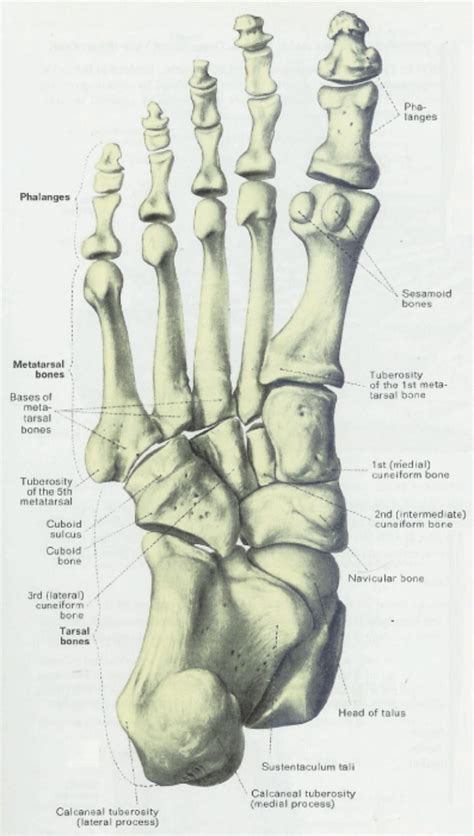 Bone Of Left Foot Anatomy Amp Physiology Illustration - Human Anatomy Body