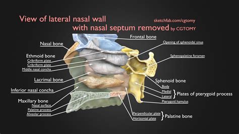 Diagram Of The Lateral Wall Of The Nasal Cavity