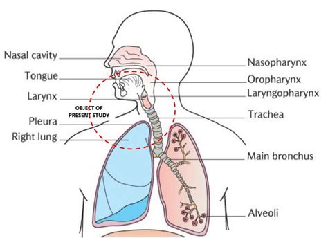 Diagram Of Upper Respiratory System